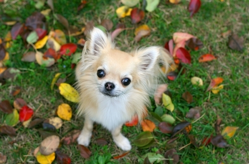 Ekollonförgiftning hos hund – orsak och symtom